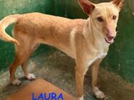 Laura die Erfahrene - Langen (Hessen)