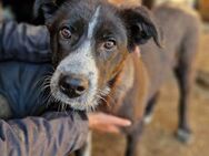 KHALESI ~ absoluter Familienhund - Duisburg