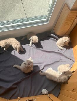 reinrassige BKH Kitten mit Chinchilla-Fell (5 Weibchen, 1 Männchen) - Frankfurt (Main)
