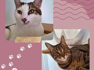 Kater Piff und Spooky warten auf Dich - Hohenwart