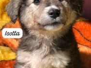Isotta 💛💛💛 möchte Familienhund werden - Bad Karlshafen