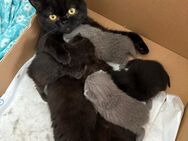 Wundervolle BKH kitten anzugeben - Wittlich
