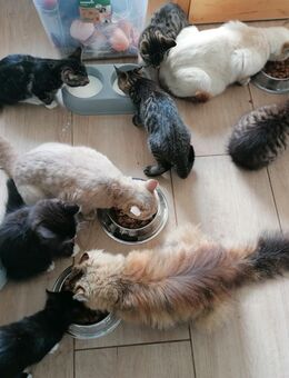 Hübsch gezeichnete schmusige BHK und BLH MIX Katzenbabys Kitten ab sofort abzugeben - Hamburg