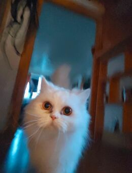 Kleine BLH MIX Katze - Mohlsdorf-Teichwolframsdorf