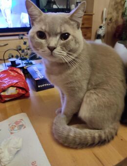 BKH Kater 2 Jahre - Saarbrücken