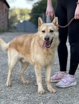 Bewegungsfreudiger HACHIKO2 sucht... - Geilenkirchen