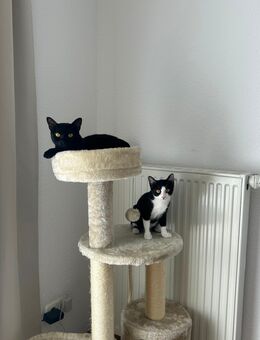 BURMA Katze und Burma/BKH mix - Cloppenburg Zentrum