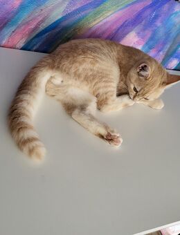 Bkh Kitten - Alt Meteln