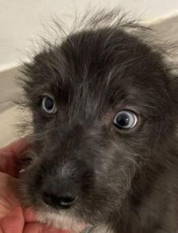 Ronja-sucht ihr Glück - Velbert