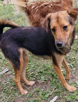 Juniper - freundlich und verspielt - Westerholt