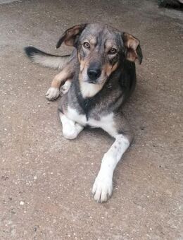 Dumbo - großes Herz - Obertshausen