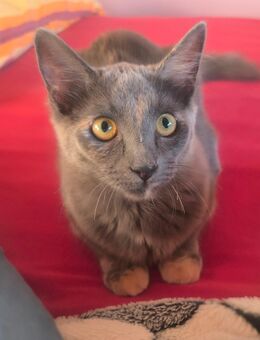 Sphynx Peterbald - Fürstenau