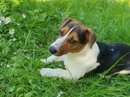 Suche Tages Betreuung für mein Hund - Neuenhagen (Berlin)