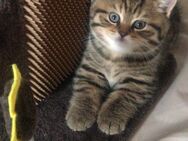 British Kurzhaar BKH Kitten Golden und Black Tabby - Baden-Baden