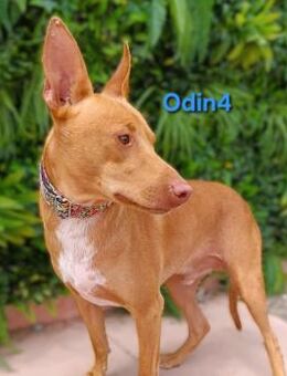 Odin4 - sanft und freundlich 01/24 ESP - Ruppertsecken