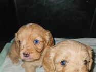Cavalier King Charles/Toypudel Welpen Cavapoo Mini Pudel Doodle - Erfurt