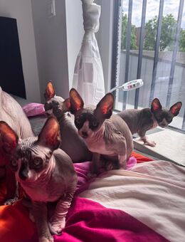 Sphynx Kitten - 2 Weibchen & 1 Männchen suchen noch ihr liebevolles Zuhause - Lippstadt