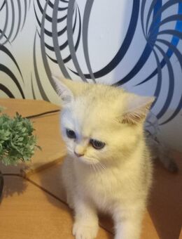 3 BKH KItten - Greven (Nordrhein-Westfalen)