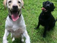 Reinrassige Labrador-Welpen - Abgabe in liebevolle Hände - Essen