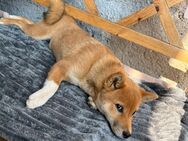 Reinrassige shiba inu welpen - Hürtgenwald