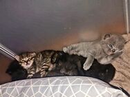 Britisch Kurzhaar Kitten - Heusweiler