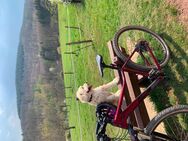 Cube Mountainbike - Hofheim (Taunus)