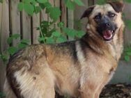 Rosi, Mischlingshündin, 4 Jahre - Wegberg