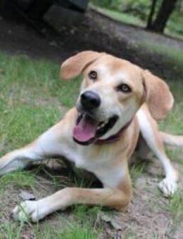 Klaas Knopf - toller Familienhund - Neuhausen (Spree)