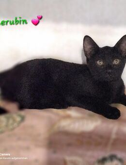 Wunderschöne Hauskatzenkitten suchen ein neues Heim, Hausaufzucht! - Moosburg (Isar)