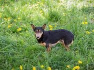 Sanfte Nayla wartet auf dich ! - Duisburg