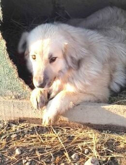 BAMBI - & viele Andere warten noch !.... - Kempen