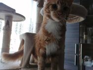 Maine coon - Spremberg