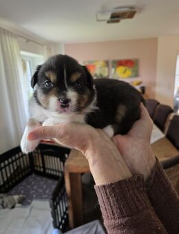 Australian Shepherd Welpen - Hamminkeln