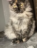 Perser Maine Coon Kätzchen in 49377