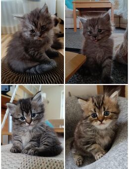Siam - Perser Kitten - Walsrode