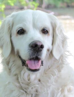 White Amy - Golden Retriever - 9 Jahre - Tierhilfe Franken e.V. - Lauf (Pegnitz) Zentrum