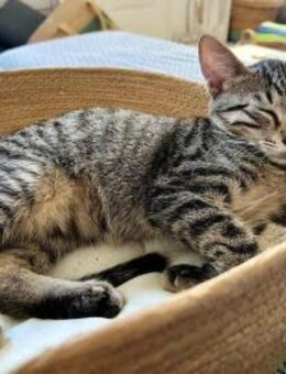 Mats, kuschelige Frohnatur, ca. 6 Monate - Vaterstetten