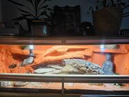 Terrarium mit 3 Leopardgecko Weibchen RESERVIERT!!! - Dachwig