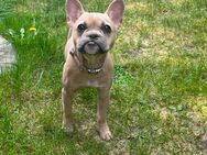 Amy sucht ein schönes neues zu Hause - Berlin Marzahn-Hellersdorf