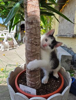 1 Kitten Kater sucht Ende Juni ein neues zu Hause - Dresden