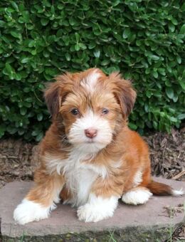 Havaneser welpen – 3 Mädchen und 1 Junge. - Frankfurt (Main)