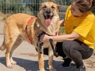 verkuschelte Marysia sucht Heimathafen - München