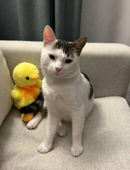 Bampi - liebt Streicheleinheiten - Kirchheim (München)