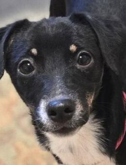 Welpenkind COCO - Gefrees