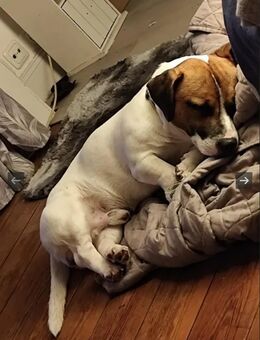 Jack Russel Mix in liebevolle Hände - Schönkirchen