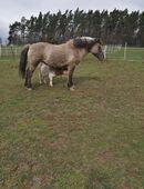 Suche dringend neues zuhause für unser Pony in 36211