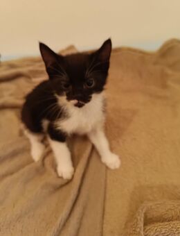 Katzen Babys Kitten - Essen