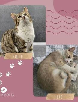 Kater Philo und Lio schmusen gern - Lalendorf