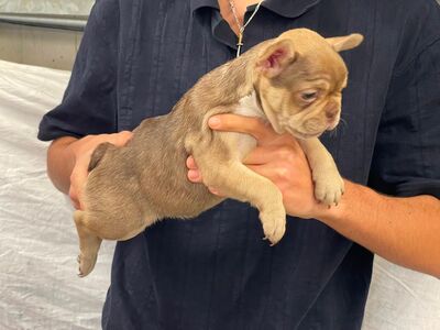 Französisch Bulldog Babys