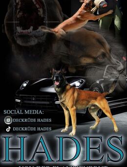 Msukulöser Malinois Deckrüde | Belgischer Schäferhund - Stutensee